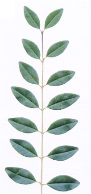 <p>Leaf arrangement?</p>