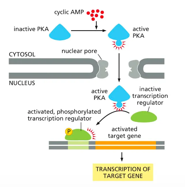 <p><strong><em>cAMP‑activated PKA can regulate gene expression by phosphorylating transcription factors in the nucleus.</em></strong></p><ul><li><p>cAMP converts inactive cytosolic PKA into active PKA, which then enters the nucleus.</p></li><li><p>Active PKA phosphorylates an inactive transcription regulator, turning it on so it binds DNA and drives transcription of its target gene.</p></li></ul><p></p>