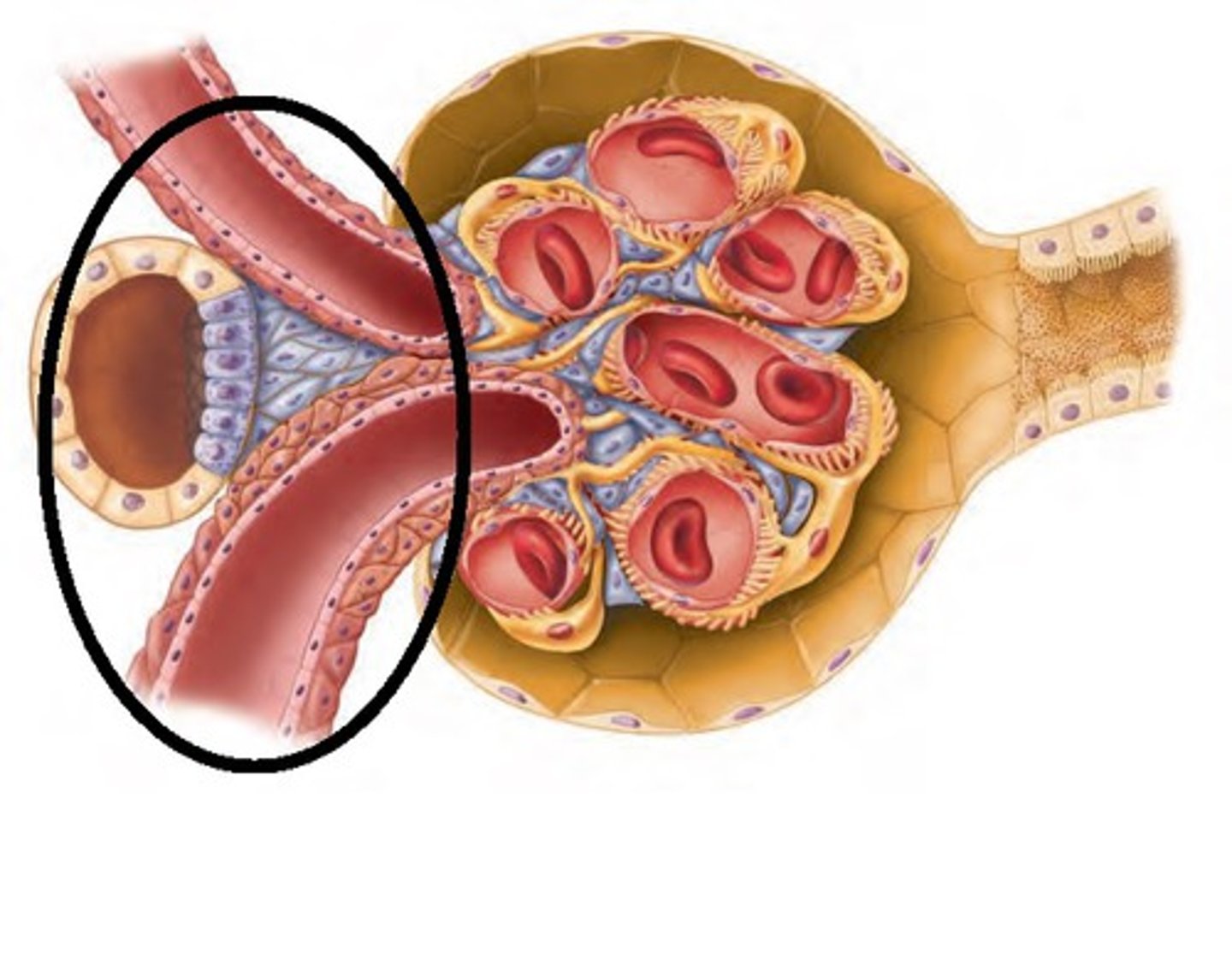 <p>The cells of the afferent artery at the juxtaglomerular apparatus. They are baroreceptors that sense pressure change</p>