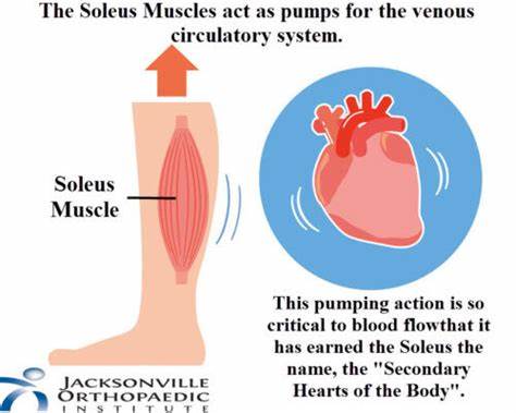 <p><span>Understand the purpose of the venous valves and the skeletal muscle pump. What is the importance of this pump during exercise?</span></p>