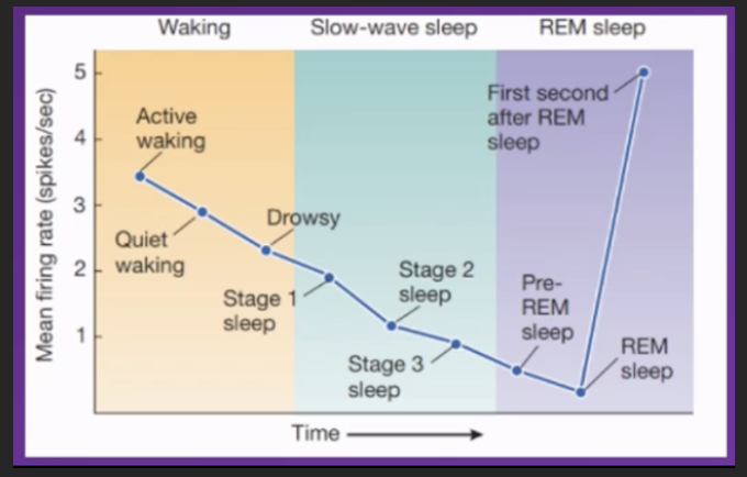 <p><span>◦</span><span style="font-size: 7pt; font-family: &quot;Times New Roman&quot;">&nbsp;&nbsp;&nbsp;&nbsp;&nbsp;&nbsp;&nbsp;&nbsp;&nbsp;&nbsp;&nbsp; </span><span>Where does sertononin come from?</span></p><p class="MsoNormal"><span>Serotonin comes From Raphe Nuclei (which axons release serotonin into the brain) (is part of the RAS in Pons and Medulla)</span></p><p class="MsoNormal"><span>﻿﻿Influences locomotion and cortical arousal, but not sensitive to external stimuli</span></p><p class="MsoNormal"><span>Is highly active when awake and continually decrease in activity as the individual transitions from wakeful to slow wave sleep</span></p><p class="MsoNormal"><span>during</span></p><p class="MsoNormal"><span>Slow wave sleep: Continues to decrease in activity – mean firing rate of neurons releasing serotonin reduces.</span></p><p class="MsoNormal"><span>&nbsp;</span></p><p class="MsoNormal"><span>REM sleep: Slowly after entering REM sleep stage the lowest activity rate occurs</span></p><p class="MsoNormal"><span>First second after individual enters REM sleep stage activity significantly spikes and increases</span></p><p class="MsoNormal"><span>&nbsp;</span></p><p class="MsoNormal"><span>Conclusion</span></p><p class="MsoNormal"><span>Can infer there's an incompatibility between serotonin levels being high and REM sleep happening.</span></p><p><br><span>Serotonin levels need to be low during slow wave sleep and very low during REM sleep for these stages to occur</span></p><p></p><p></p>