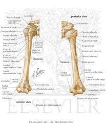 <p>receives olecranon process of ulna when elbow is extended</p>