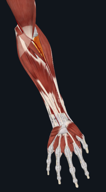 <p>What muscle is this</p>