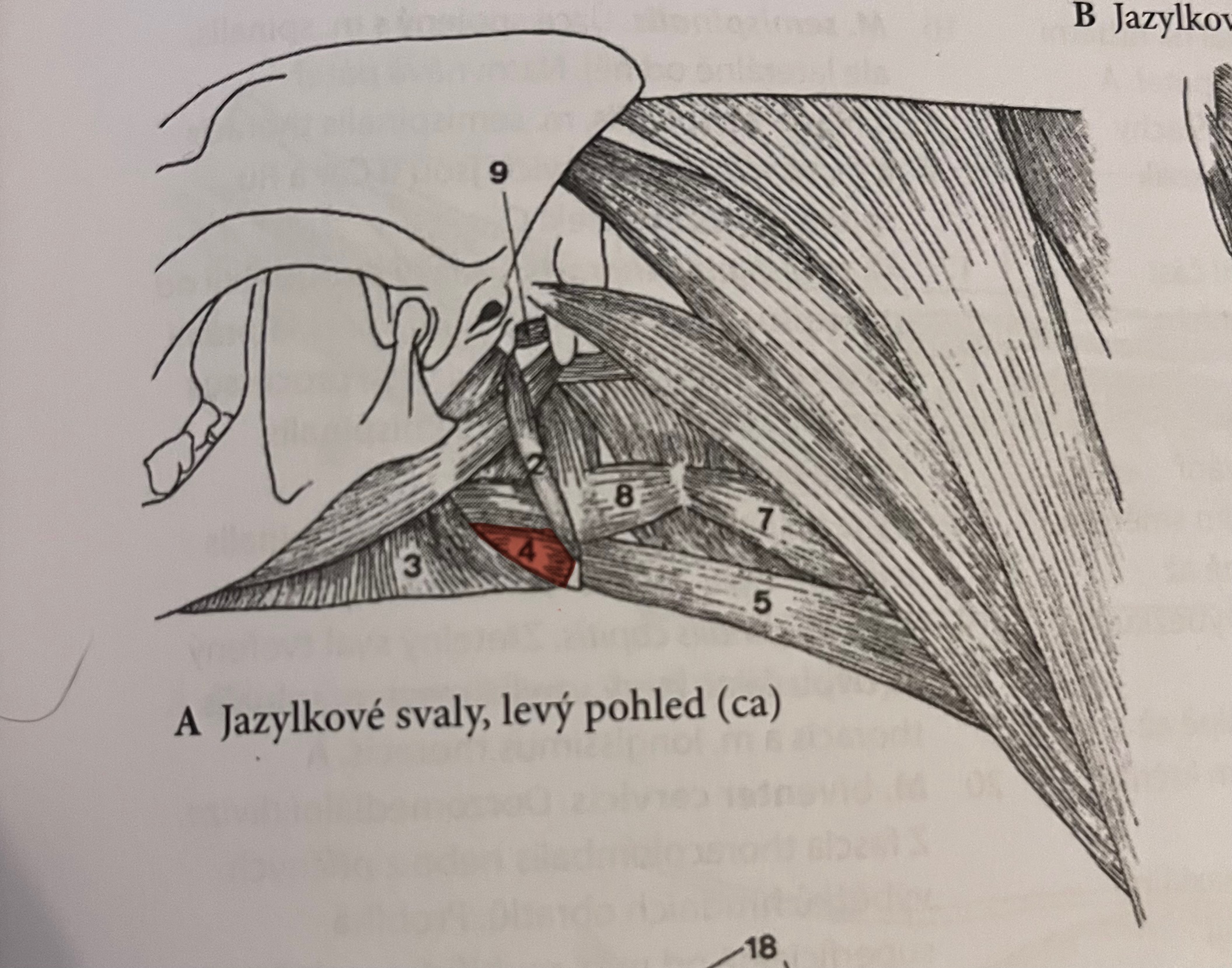 <p>odstup: angulus mentalis mandibulae</p><p>úpon: processus lingualis jazylky</p><p>funkce: fixuje jazylku</p><p>č.4</p>