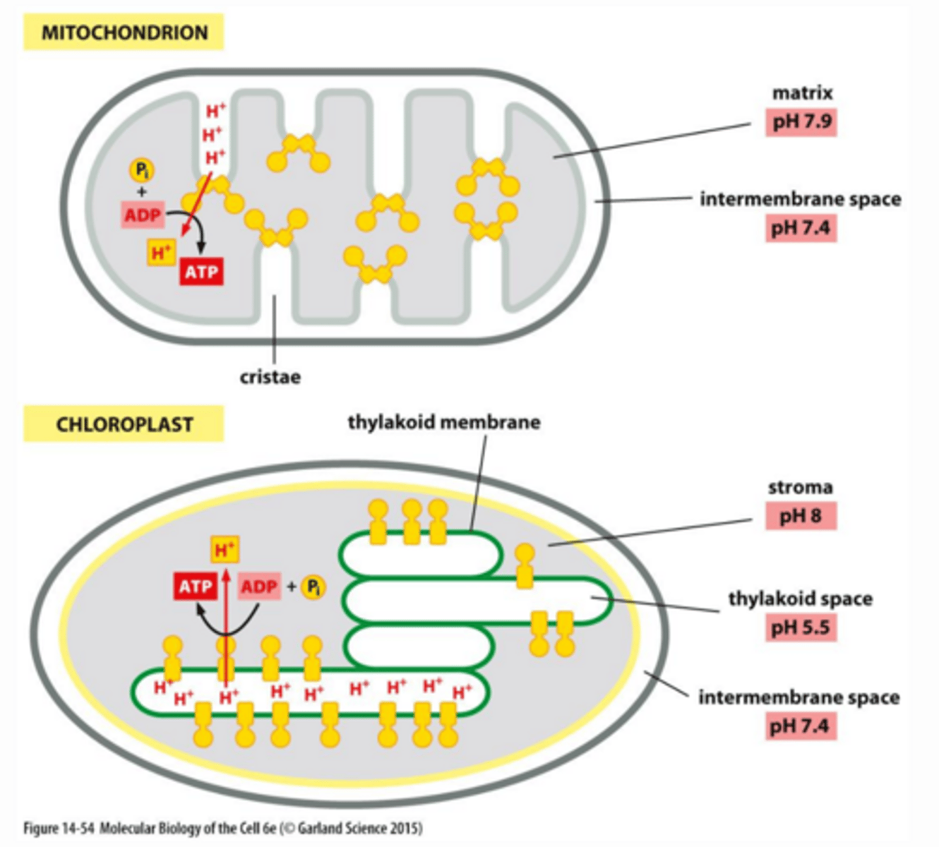 <p>Compare a mitochondrion and a chloroplast regarding their</p><p>o evolutionary origins</p><p>o overall function</p><p>o location &amp; structural components</p><p>o initial source of electrons &amp; terminal electron acceptor in the ETC</p><p>o initial source of carbon and products of carbon redox transformations</p><p>o ATP synthase orientation, H+ gradients, and proton motive force</p>