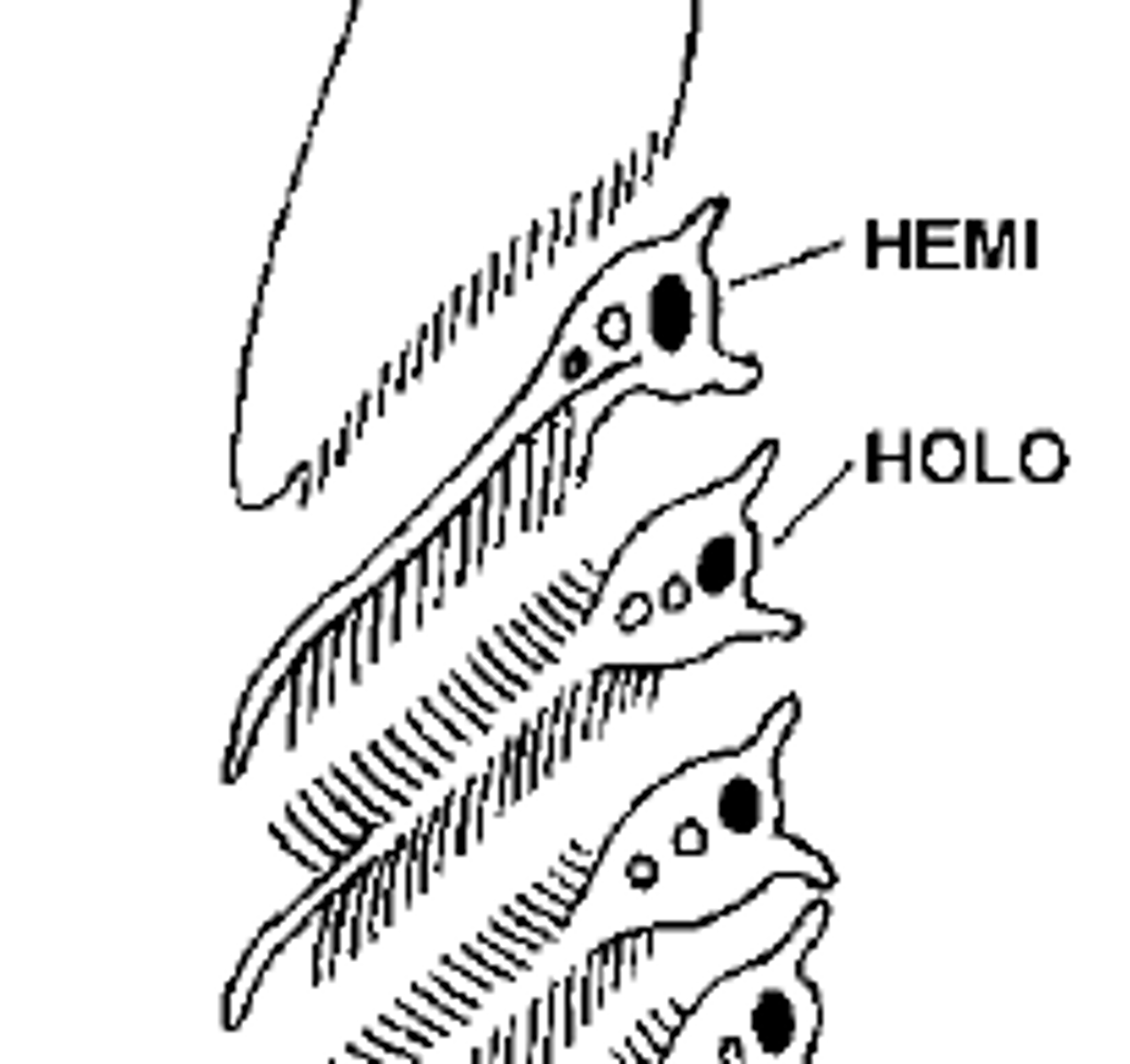 <p>gill arch with filaments on only one side</p>