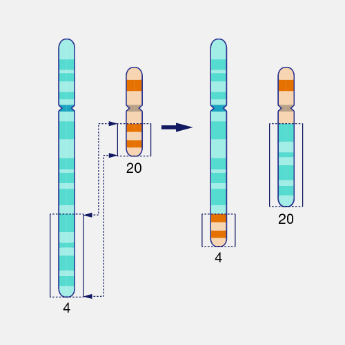 <p>piece of 1 chromosome is attached to another, nonhomologous chromosome</p>