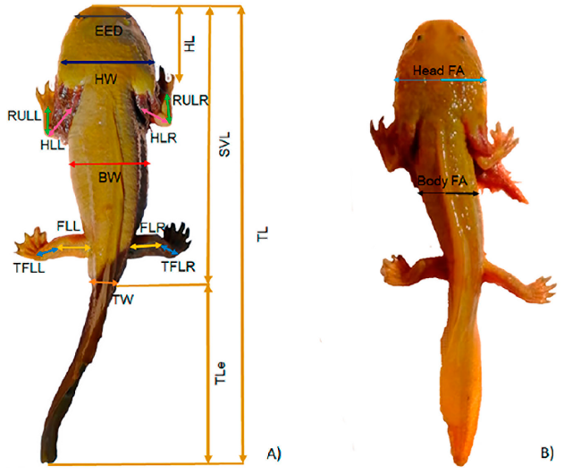 <ul><li><p>A species of mole salamander <span>found in Lake Pátzcuaro, Mexico</span></p></li><li><p><span>A neotenic salamander, which means it retains juvenile characteristics throughout its life</span></p></li><li><p><span>The only member of its genus to have webbed feet as an adult</span></p></li></ul><p></p>