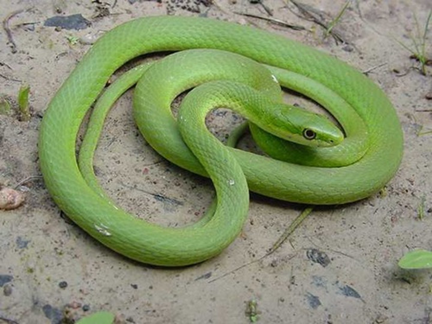 <p>Rough green snake</p>