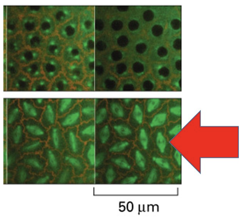 The image above shows rapidly dividing cells in fruit fly embryo. What filament makes up the fluorescent green structures that red arrow is pointing at?