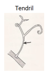 <p>Tendril</p>