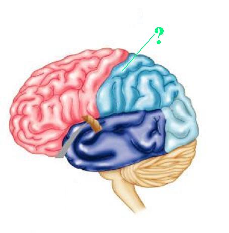 <p>Identify the indicated<strong> ridge</strong> of the brain</p>