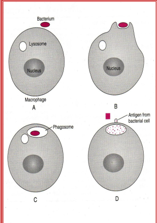<p>2nd line of defense of innate immunity</p><ul><li><p>Phagocytic cells are constantly patrolling to destroy any foreign particles/pathogens </p></li><li><p>Cell membrane of a phagocyte will surround bacterial/pathogen to create a pocket that will enclose the bacteria. = phagosome </p></li><li><p>Lysosome merge with phagosome = phagolysosome </p></li><li><p>Lysosomal enzymes released into the phagosome to kill the bacteria </p></li></ul><p></p>