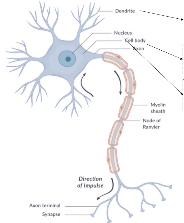 <ul><li><p>begins with axon hillock</p></li><li><p>transmits nerve impulse (action potential)</p></li></ul><p></p>