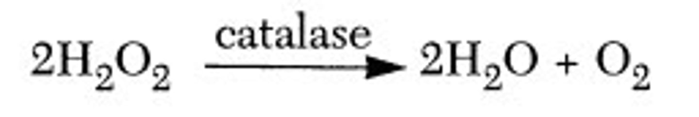<p>Catalase</p>