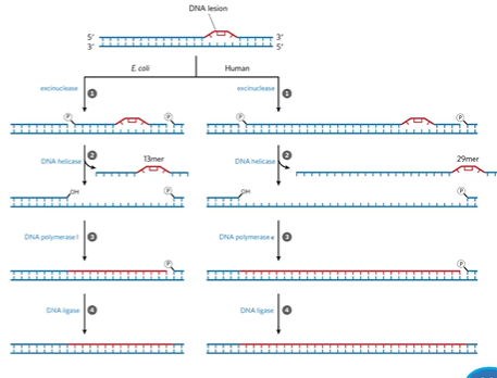 <p>done if the entire nucleotide is problematic (causes DNA distortion)</p><p>is coupled with transcription</p><ol><li><p>detection by excinuclease</p></li><li><p>helicase excises damaged DNA leaves gap</p></li><li><p>DNA pol 1 / DNA pol E fills gap</p></li><li><p>DNA ligase seals nick</p></li></ol><p></p>