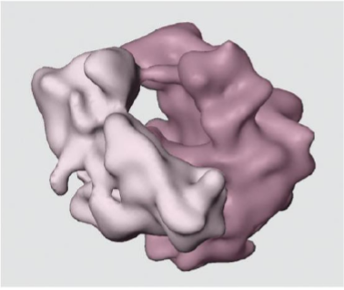 <p>Made of small and large subunits. Subunits must come together to form functional ribosome</p><p></p>