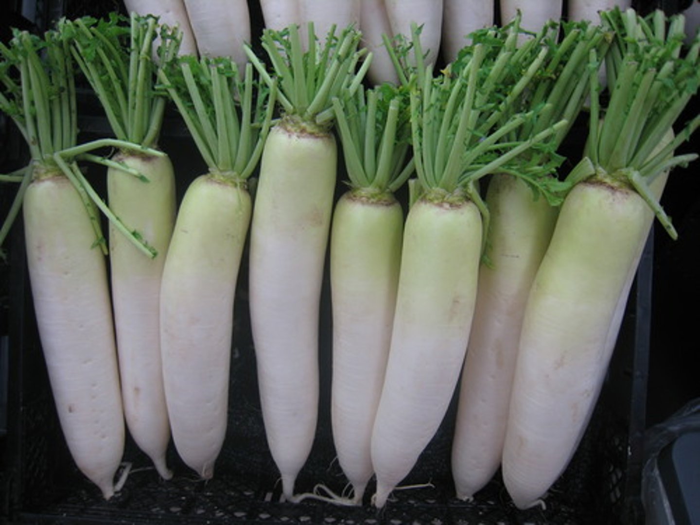 <p>（luó bo）radish; turnip</p>