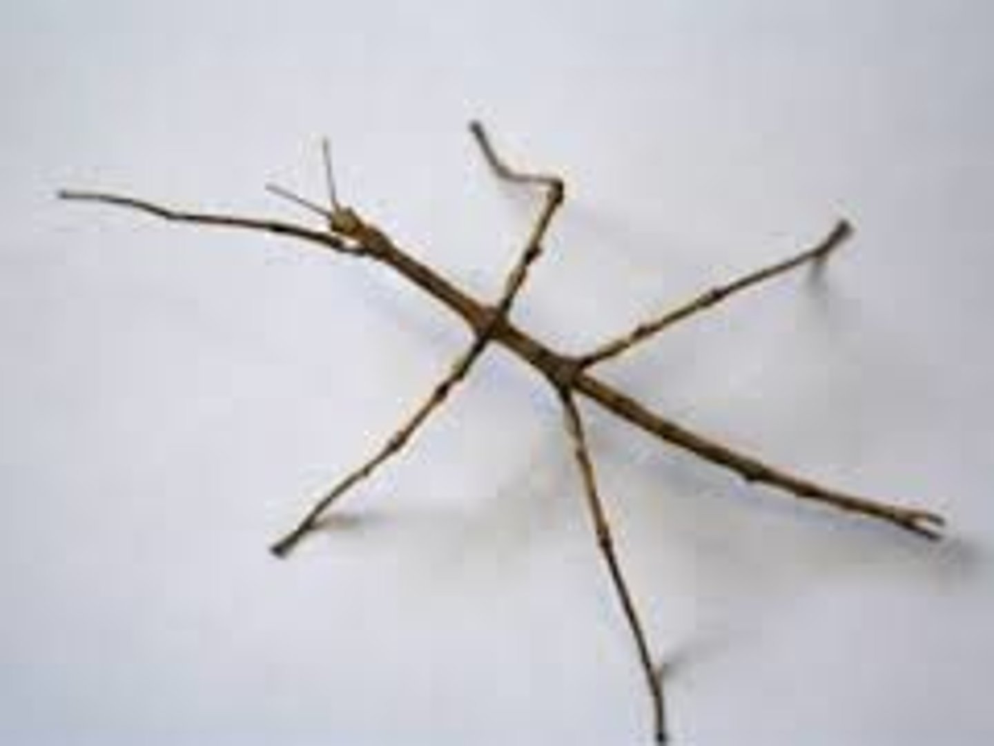 <p>a stick insect</p>