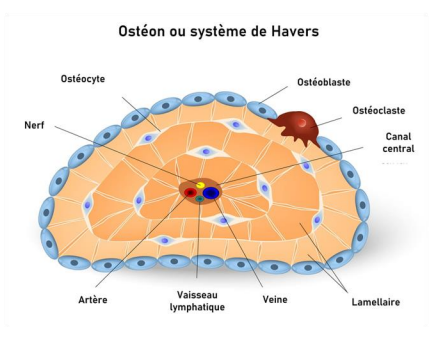 <p>l'os compacte : composé d'ostéons traversés en leur centre par des vaisseaux sanguins et lymphatiques, extérieur composé d’ostéoblastes et ostéoclastes.</p><p>l'os spongieux/trabéculaire : organisé en travées et situé principalement dans les épiphyses et métaphyses des os longs et dans les corps vertébraux. Contient la moelle osseuse, cette dernière contient les C souches qui produiront les C des différentes lignées sanguines (globules rouges / blanc)</p>