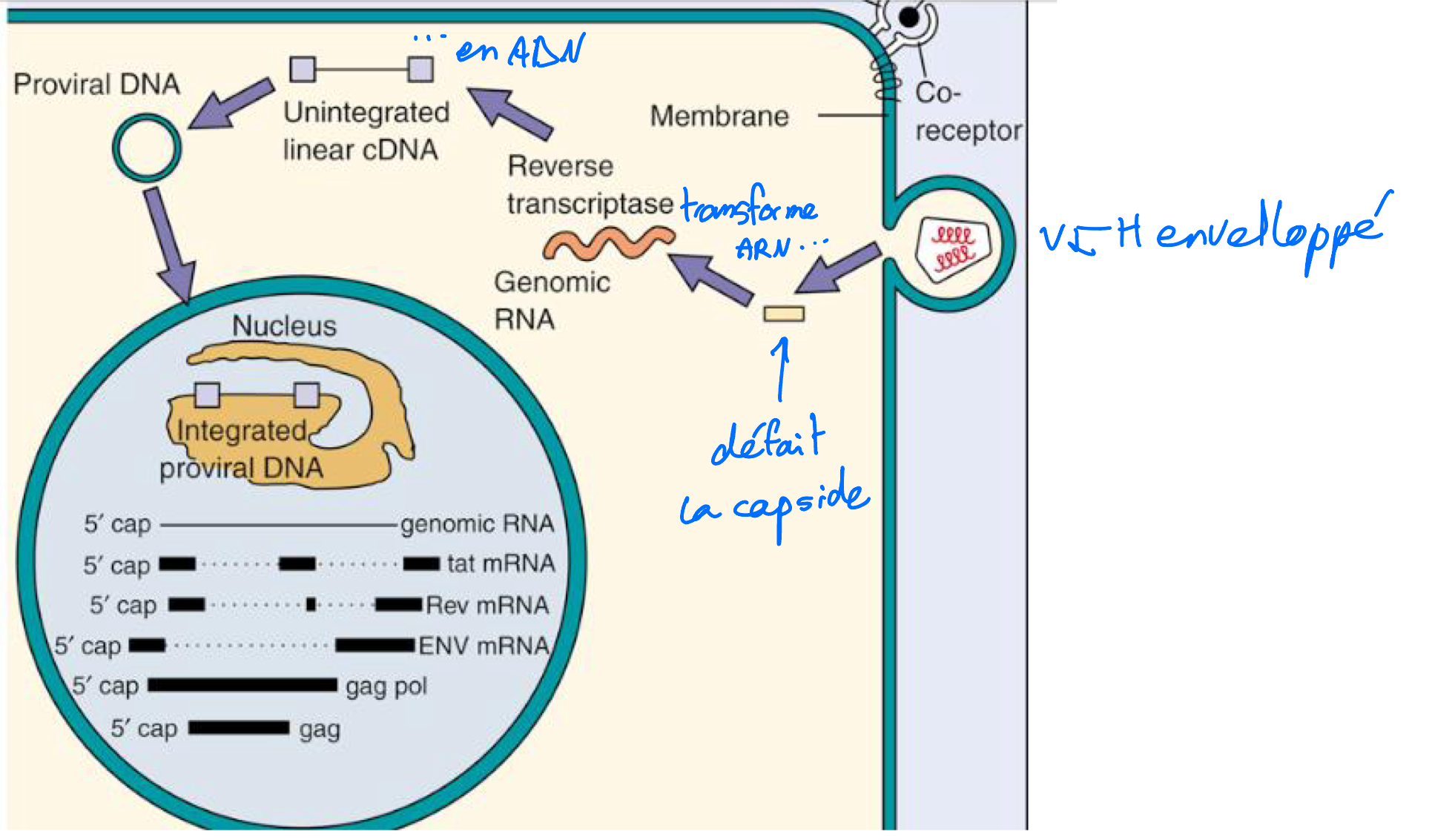 <ul><li><p>virus ARN</p></li><li><p>possèdent une transcriptase inverse qui permet de produire un brin d’ADN à partir de l’ARN viral </p></li></ul><p></p><p>=Cet ADN viral peut etre intégré à l’ADN de la cellule (génome humain) ce qui met le virus à l’Abri du système immunitaire </p><p></p>