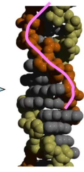 <p>what form of DNA is this?</p>
