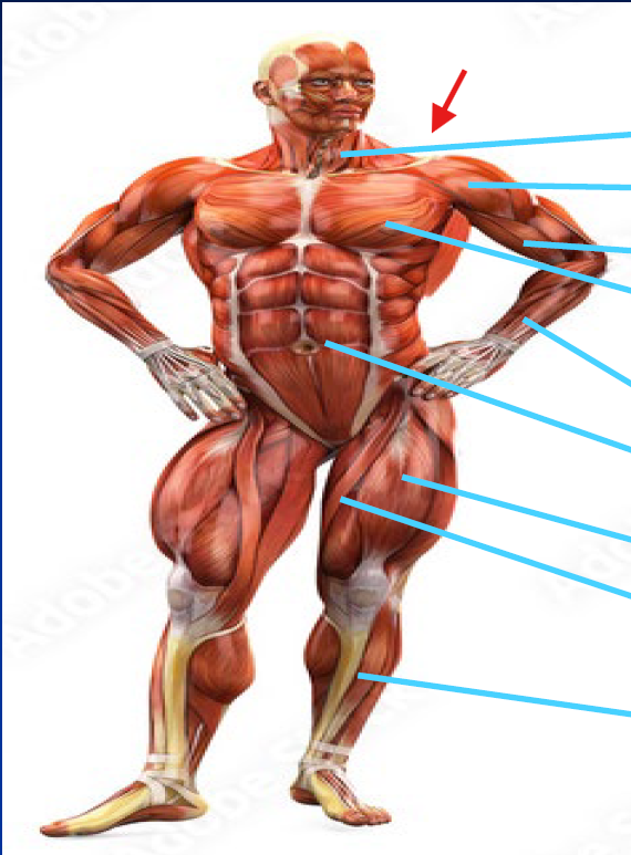 <p>What is this Muscle?</p>