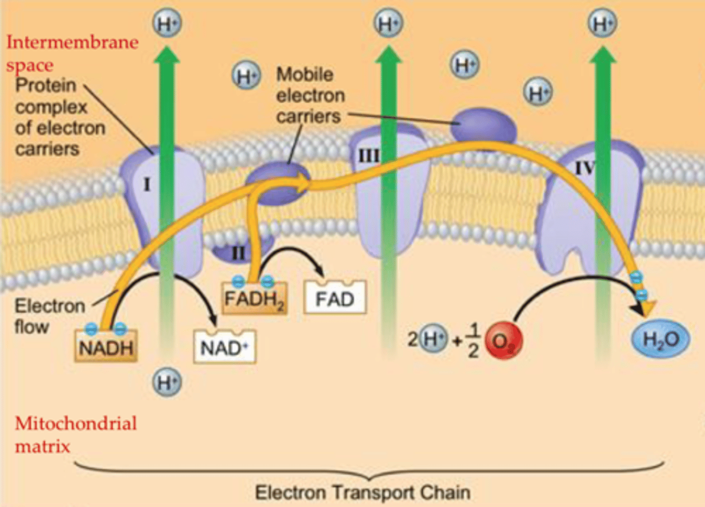 <p>- 4 large complexes I-IV</p><p>- last component is oxygen</p><p>- each component of the chain is more electronegative than the last</p>