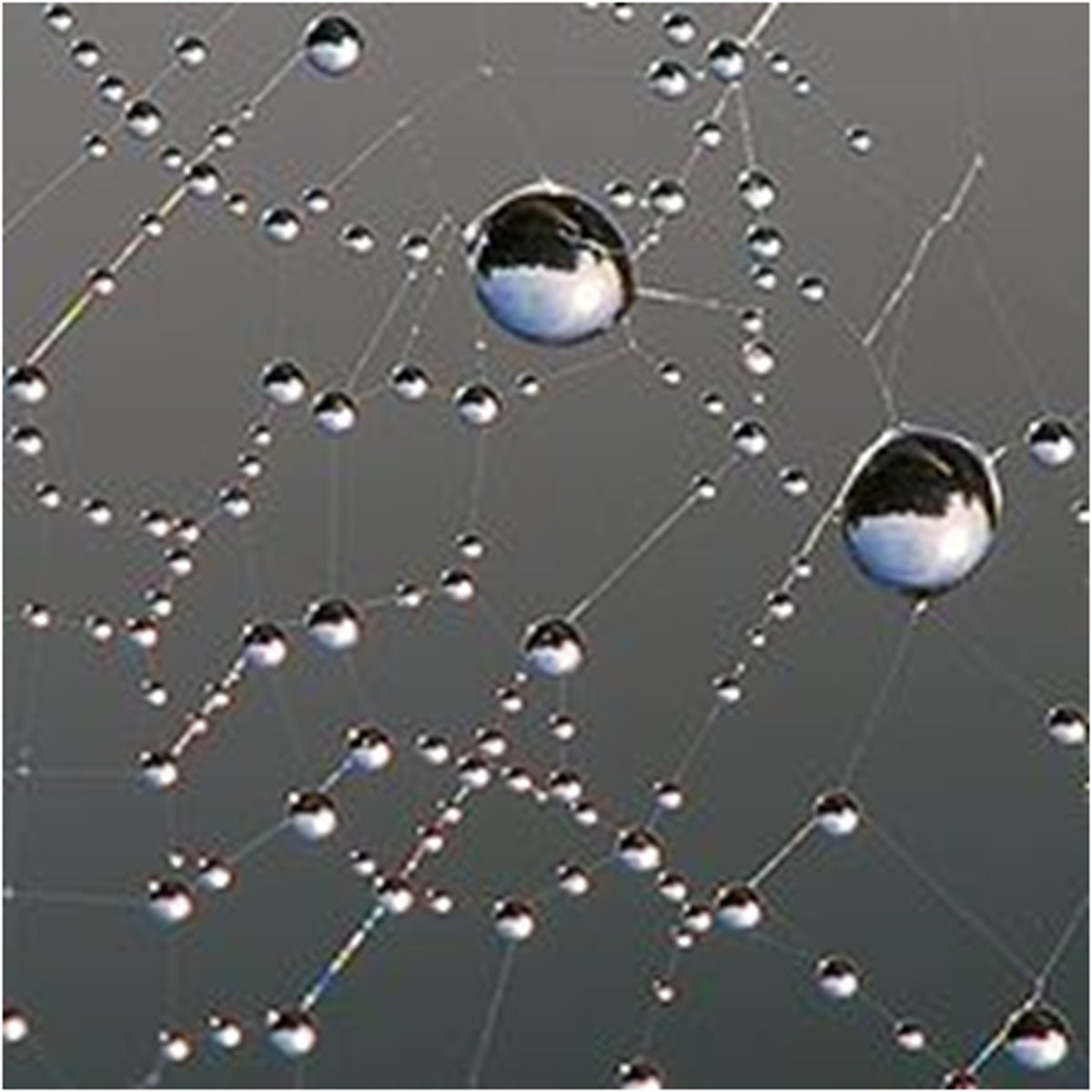 <p>water being attracted or sticking to other particles, for example, water on an umbrella or the car window</p>