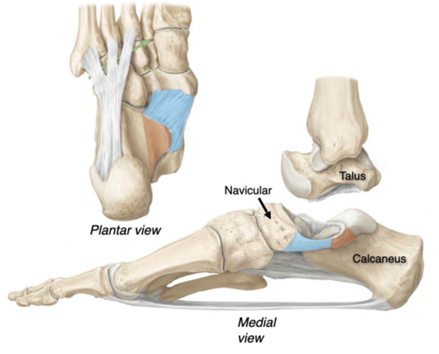 <p>aka Plantar Calcaneonavicular ligament (BLUE)</p><p>• Connects the sustentaculum tali (ORANGE) of the calcaneus to the navicular.</p><p>Strongest supporter of the medial longitudinal arch</p><p>• Helps support the talus</p><p>• Injury can lead to talus displacement &amp; fallen arches</p>