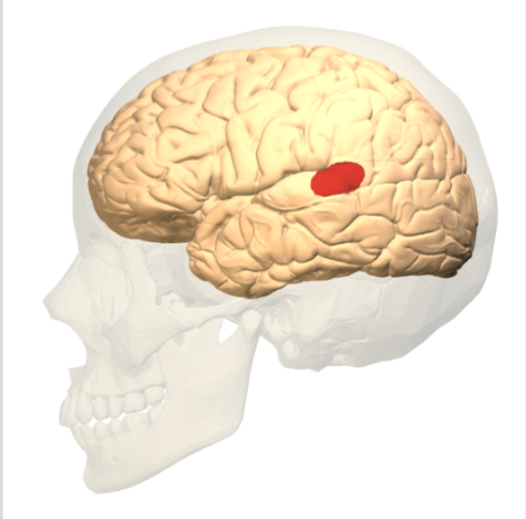 <p>understanding speech. first described by German neurologist Carle Wernicke in 1874</p>