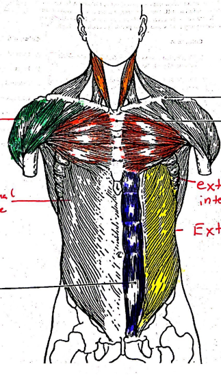 <p>muscle inbetween the red and yellow</p>