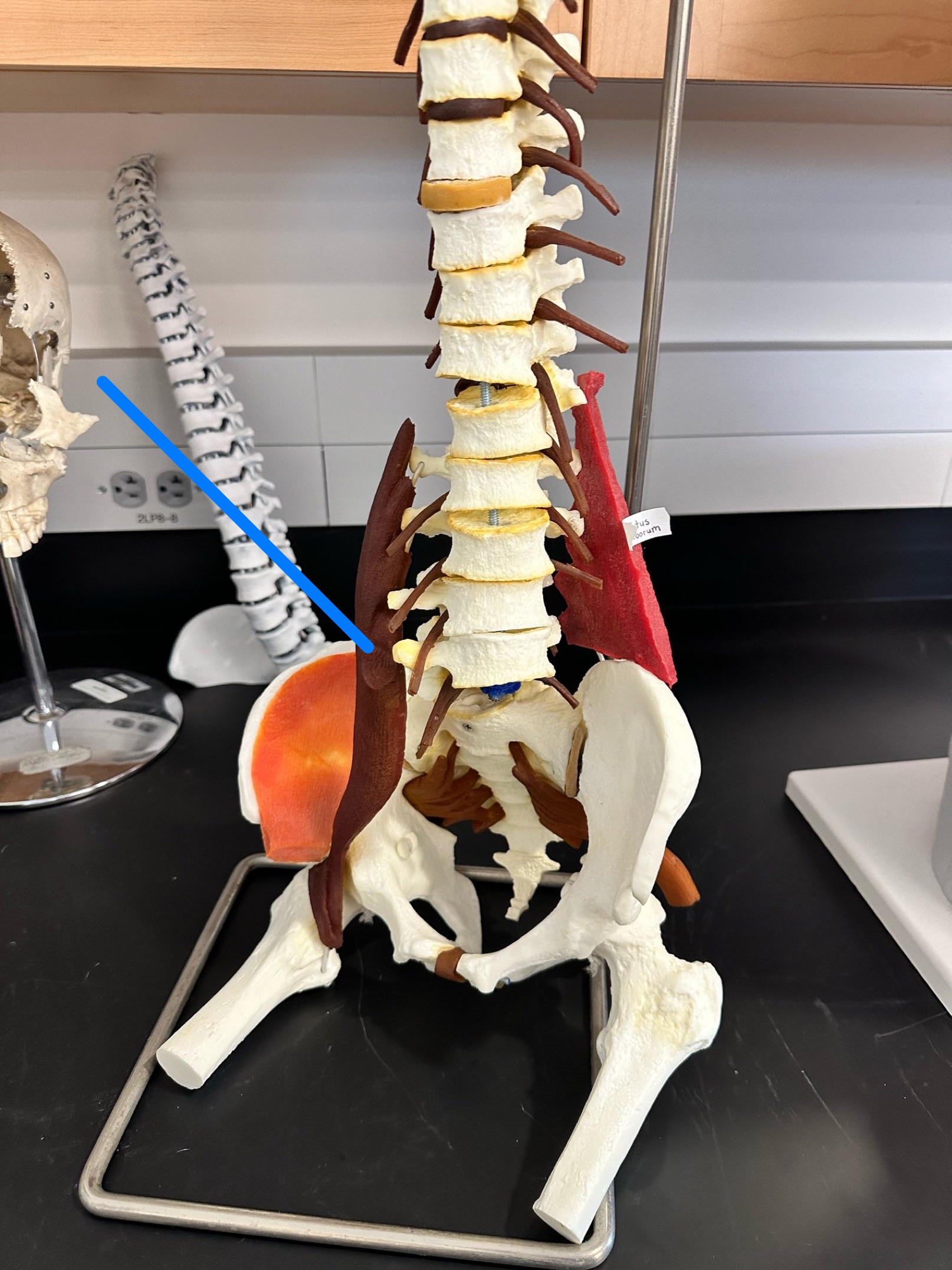 <p>ID muscle</p>