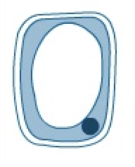 <p>what happens when a cell is placed in a dilute solution or water?</p>