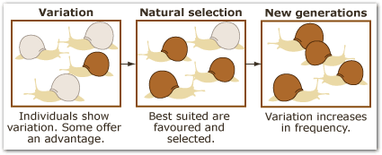 <p>The phenotypic differences between individuals in a population caused by genetic variation. The more variation in a population, the higher probability for surviving changing environmental conditions. This is because in natural selection, those with favorable phenotypes will have higher fitness and pass on those traits— increasing the fitness of the entire population.</p>