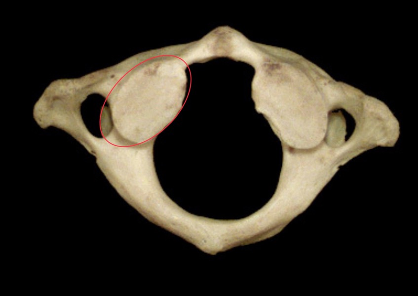 <p>What is this structure?</p>