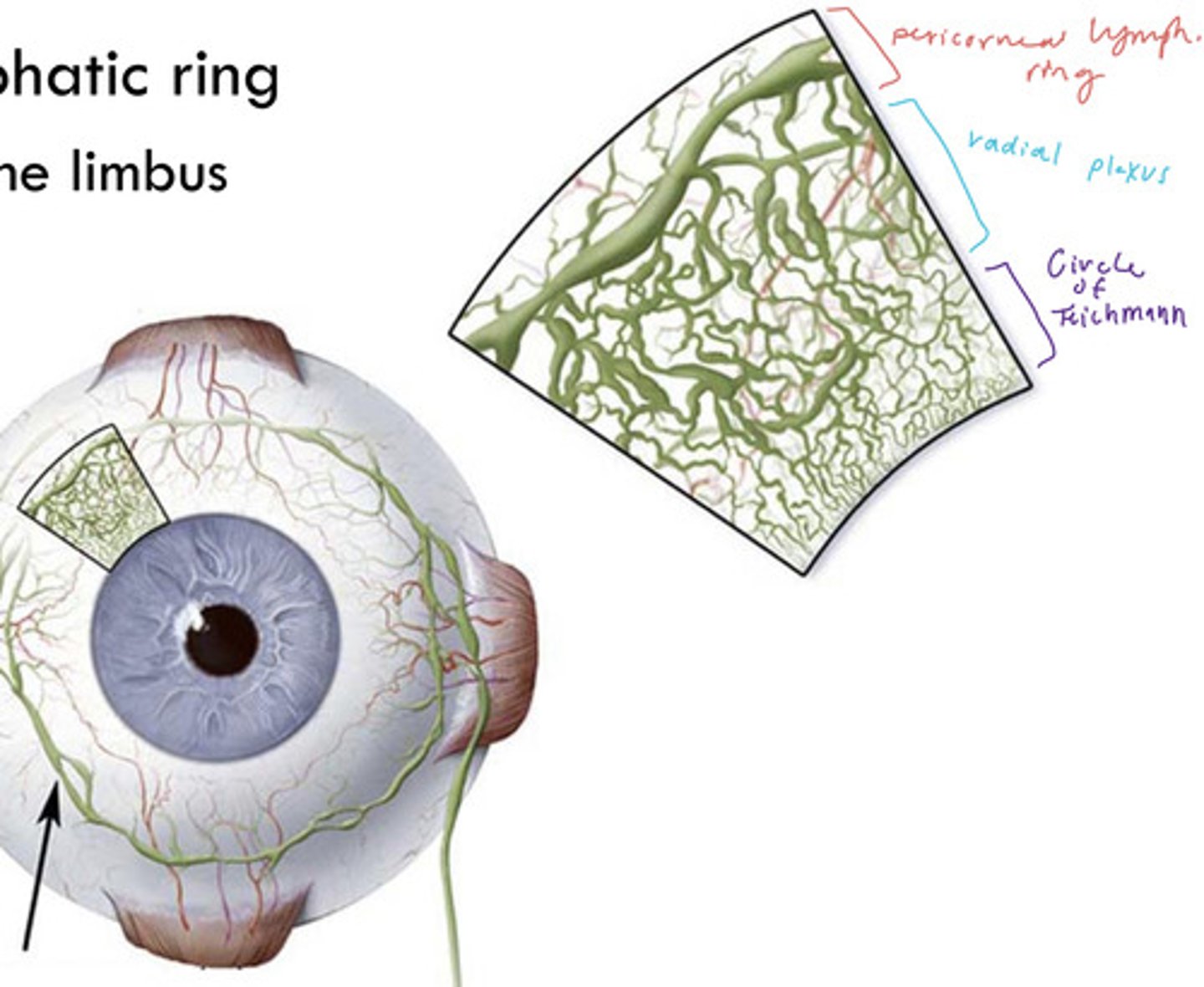 <p>largest lymphatic vessels circling the cornea</p><p>outwards from the limbus</p><p>peripheral to radial lymph vessels</p>