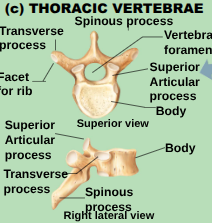 <p>larger than the cervical vertebrae. Body is heart-shped and has two costal demifacets (articulation surfaces) on each side that reviece the heads of the ribs. Spinous process is long and hooks.</p>