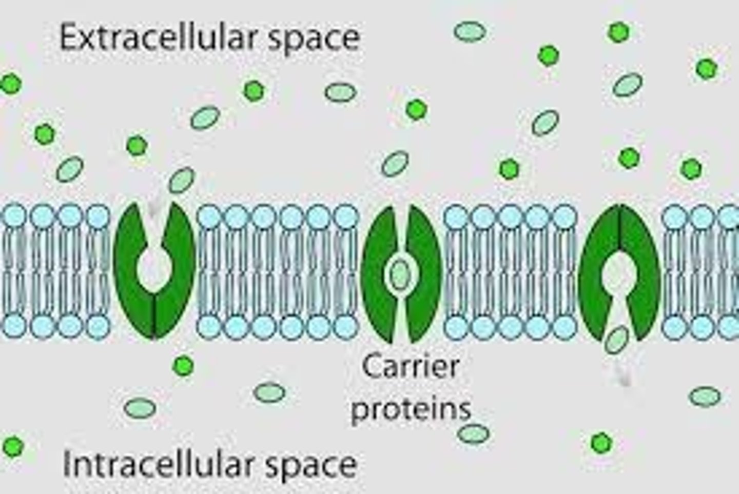 <p>Integral proteins facilitating glucose uptake in cells.</p>