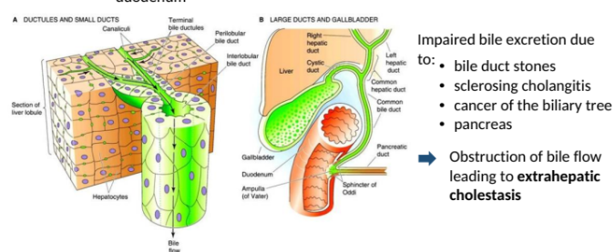 <ul><li><p>Active secretion of endogenous and exogenous drugs/substances from the hepatocytes into the bile and duodenum</p></li></ul><p></p>