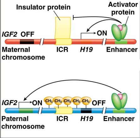 ICR= Imprinting Control Region- it's an insulator that can't function when methylated 