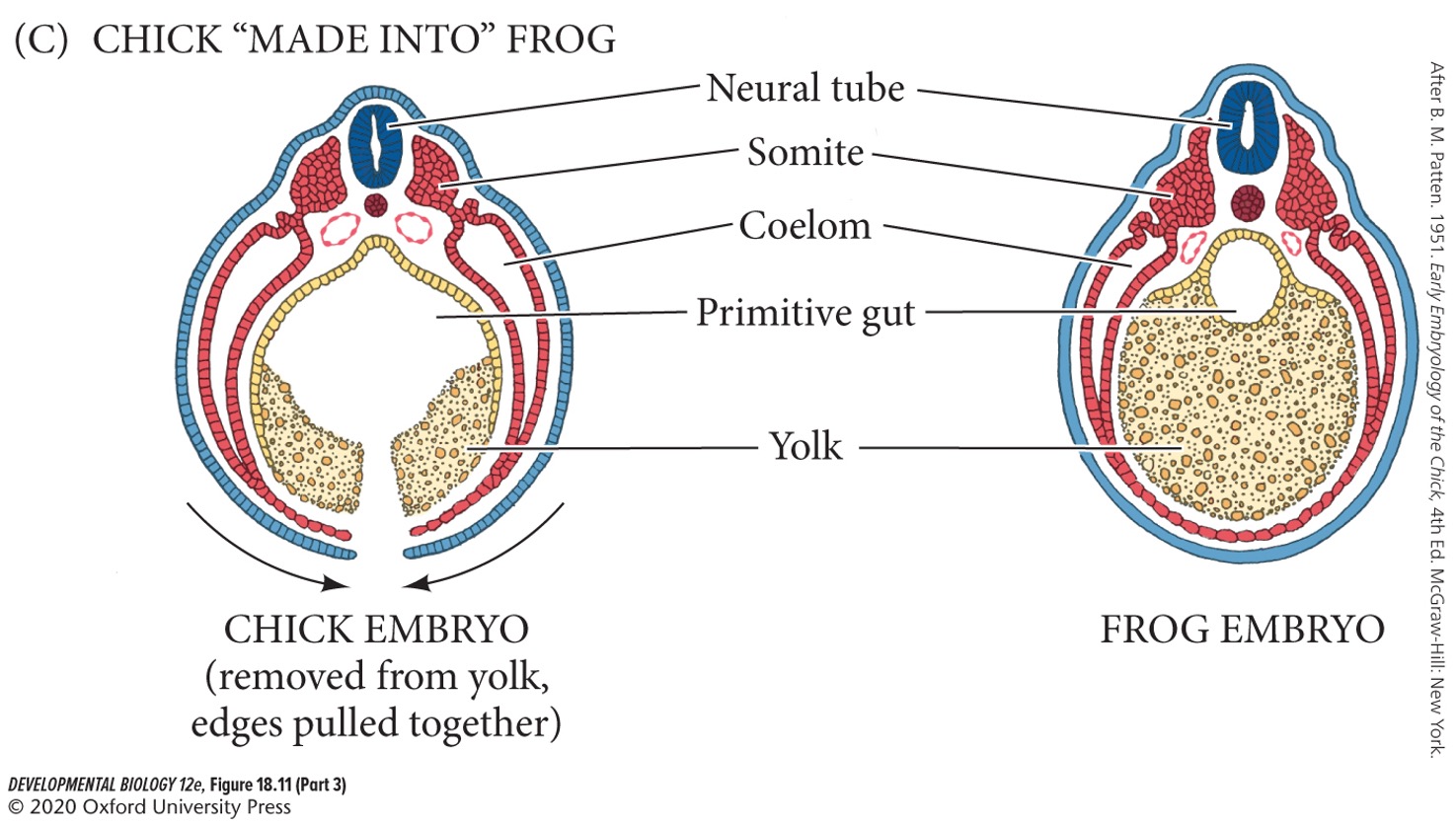 Body cavity, created from the space between the somatopleure and the splanchnopleure. It stretches from the future neck region to the posterior of the body. 