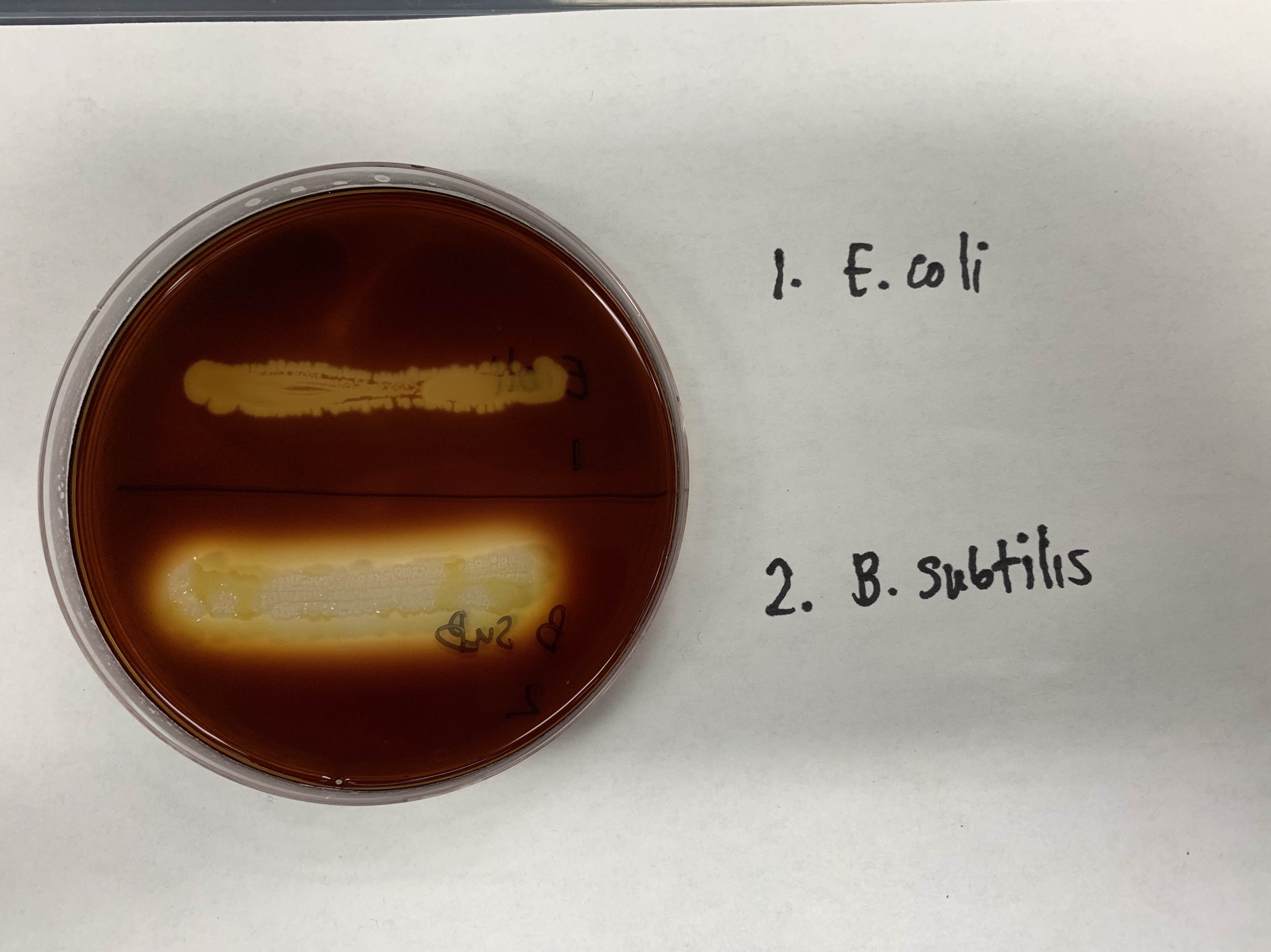 <p>#11: Hydrolysis Of Starch</p>