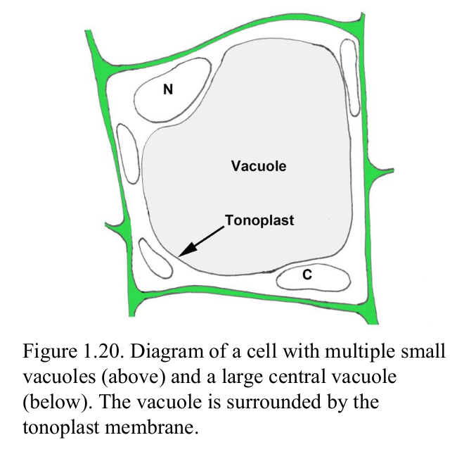 <p>fluid filled sac surrounded by a membrane called tonoplast</p><p></p>