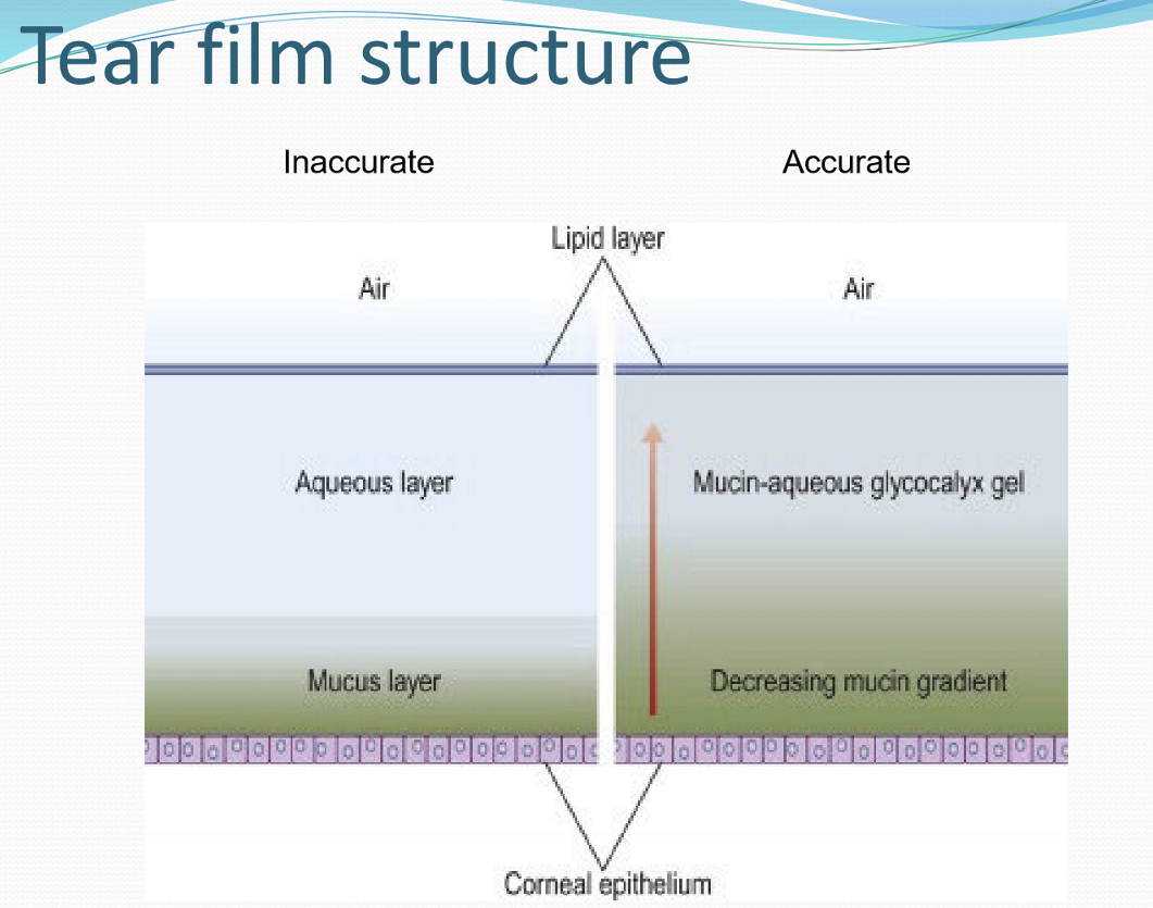 <p>top: lipid layer → mucin-aqueous glycocalyx gel→ thicker mucin layers → corneal epithelium </p>