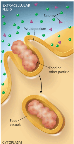 <p>phagocytosis </p>