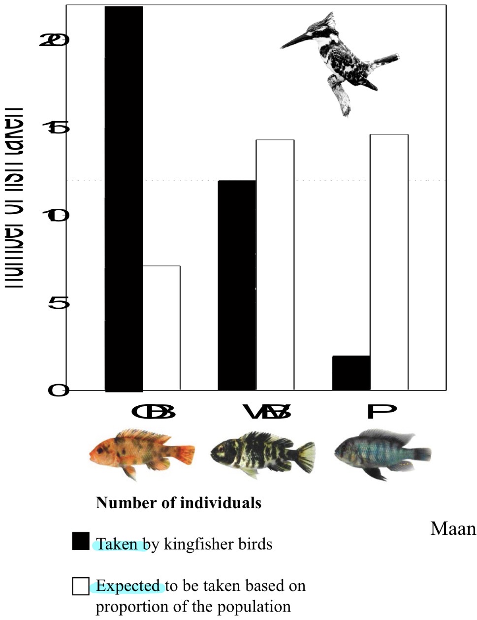 <p>This has not been tested in A. burtoni. However Conspicuous Yellow Males of Another Cichlid Species ARE More Likely to be Preyed Upon</p>