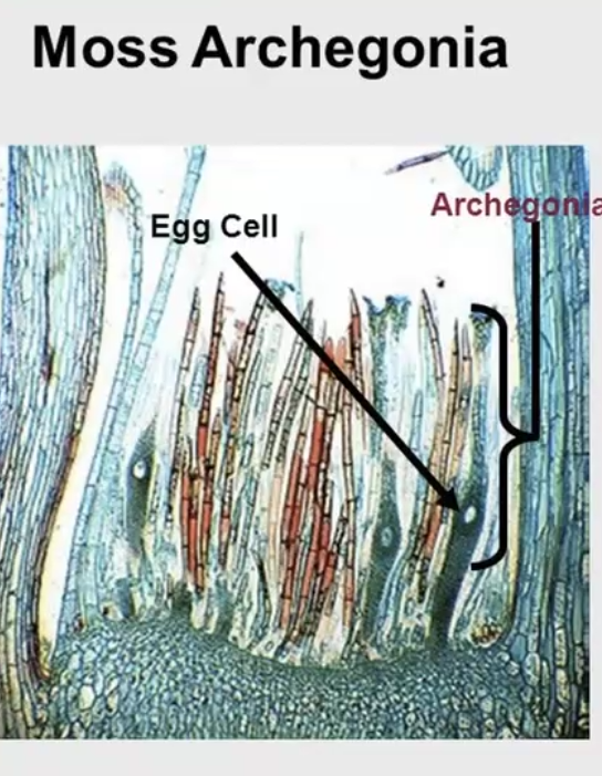 <p>females that produce eggs </p>