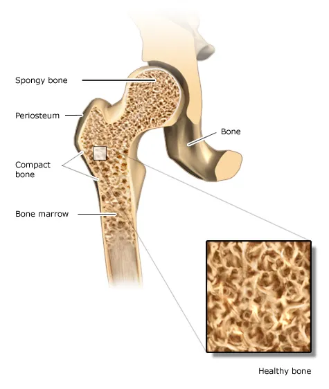 <p>What is the outer layer of bone called?</p>