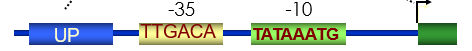 <p>defines a transcription start site and its direction</p>